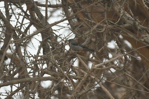Tamarugo Conebill (Conirostrum tamarugense)