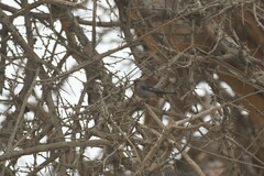 Conirostrum tamarugense