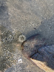 Anthopleura elegantissima