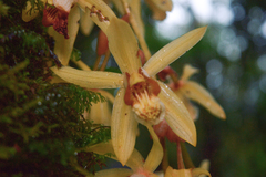 Coelogyne