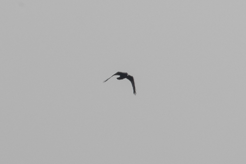 iNaturalist observation photo of Common Raven