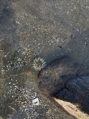 Anthopleura elegantissima