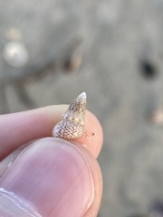 Leiopyrga lineolaris