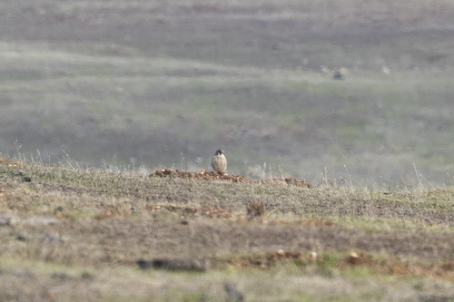 iNaturalist observation photo of American Kestrel