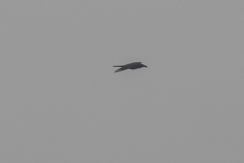iNaturalist observation photo of Common Raven