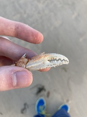 Ovalipes australiensis