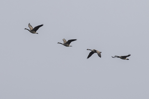 iNaturalist observation photo of Canada Goose