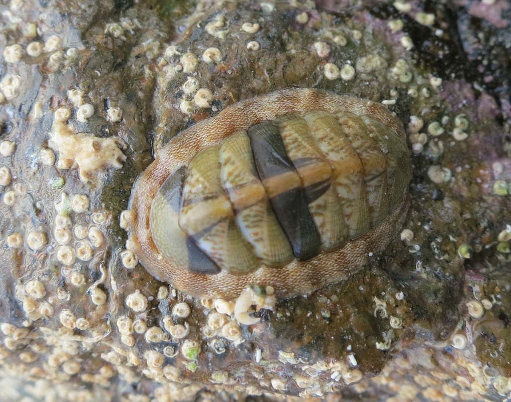 Ischnochiton muscarius