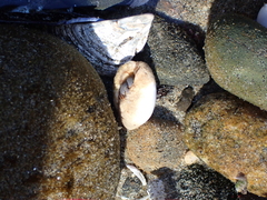 Pagurus granosimanus