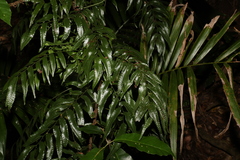 Arthropteris tenella