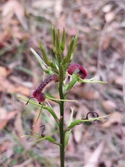 Cryptostylis leptochila