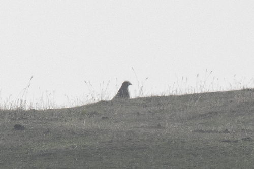 iNaturalist observation photo of Red-tailed Hawk