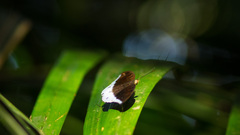 Tanaecia iapis puseda