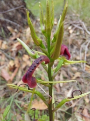 Cryptostylis leptochila