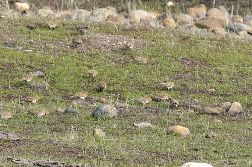 iNaturalist observation photo of Horned Lark