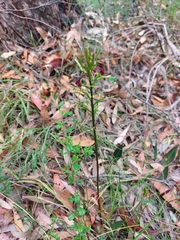 Cryptostylis leptochila