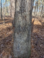 Aleurodiscus oakesii