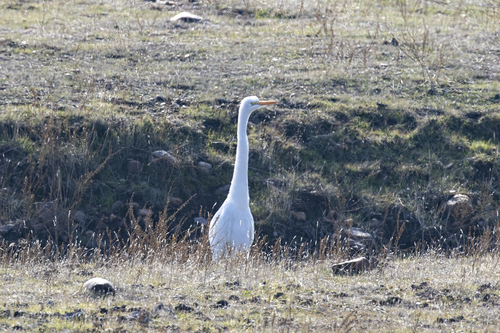 iNaturalist observation photo of Great Egret