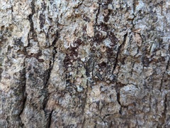 Aleurodiscus oakesii