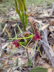 Cryptostylis leptochila