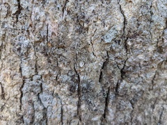 Aleurodiscus oakesii