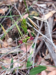 Cryptostylis leptochila