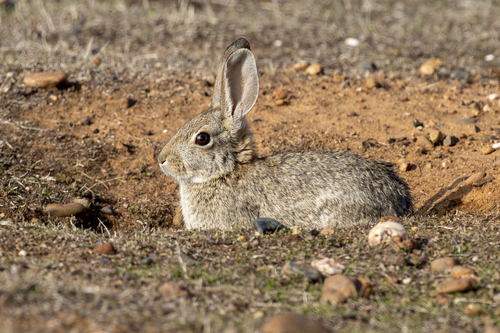 iNaturalist observation photo of Desert Cottontail