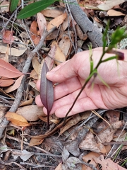 Cryptostylis leptochila