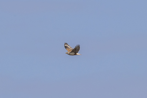 iNaturalist observation photo of Ferruginous Hawk