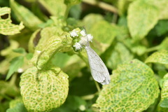 Leptosia nina niobe