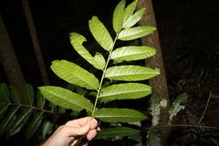 Dysoxylum rufum
