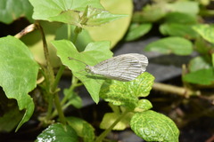Leptosia nina niobe