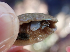 Pagurus granosimanus