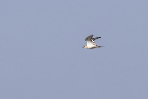 iNaturalist observation photo of Killdeer