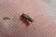 Euciodes suturalis