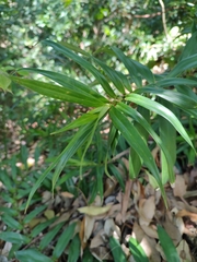 Freycinetia scandens