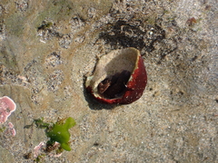 Pagurus granosimanus