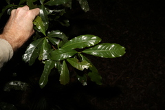 Beilschmiedia obtusifolia