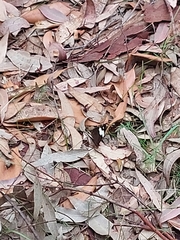 Heteronympha mirifica