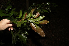 Beilschmiedia obtusifolia
