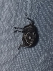 Guioperus