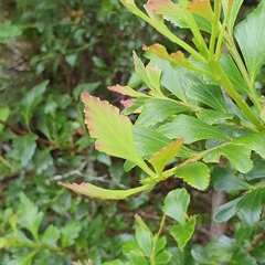 Phyllocladus aspleniifolius