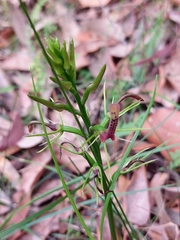 Cryptostylis leptochila