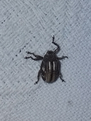 Guioperus