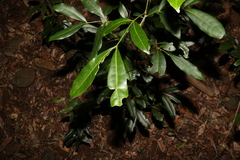 Anthocarapa nitidula