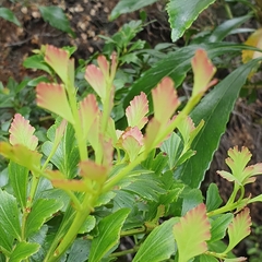 Phyllocladus aspleniifolius