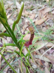 Cryptostylis leptochila