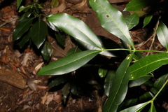 Anthocarapa nitidula