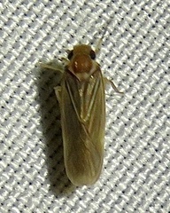 Plectoderini