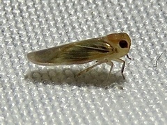 Plectoderini